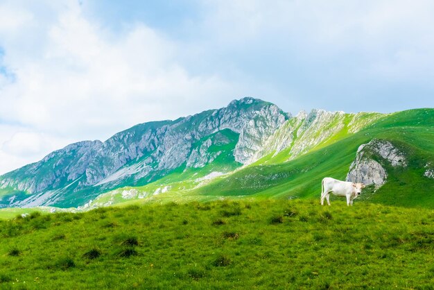 vaca branca a pastar no vale verde