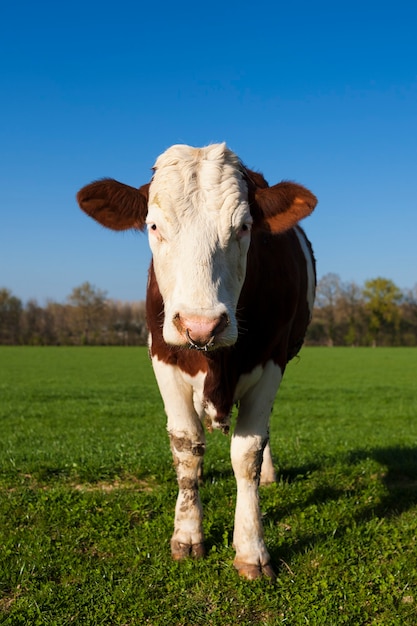 Vaca branca e marrom na grama verde com céu azul