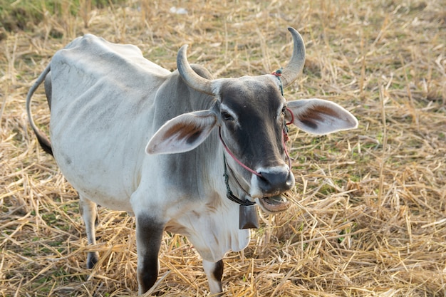 Vaca branca em campo