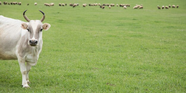 Vaca branca em um campo verde