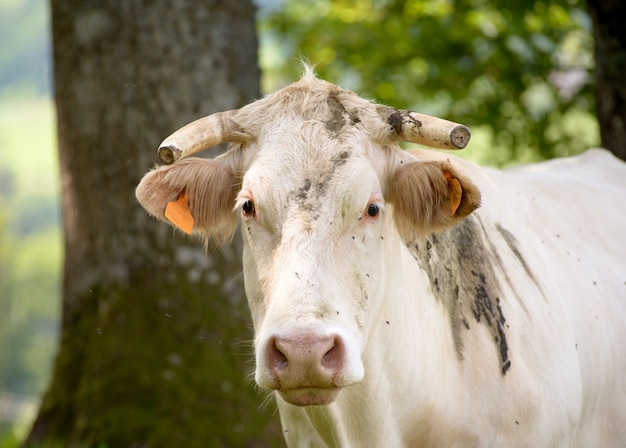 Vaca branca na montanha pasto