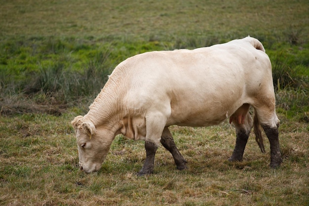 Vaca branca no pasto de outono