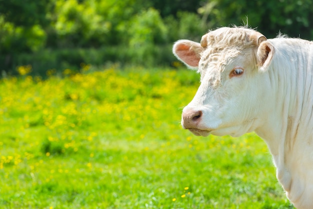 Vaca branca no prado verde