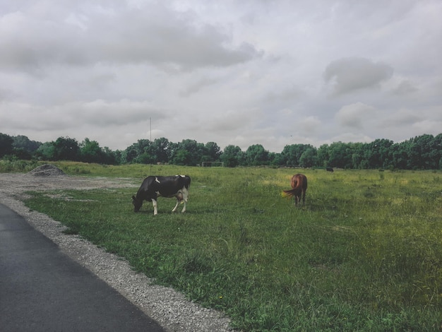 Una vaca y un caballo están pastando en el campo.