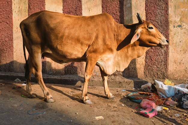 Vaca en la calle de la India