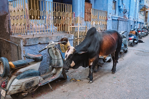 Vaca en la calle de la india