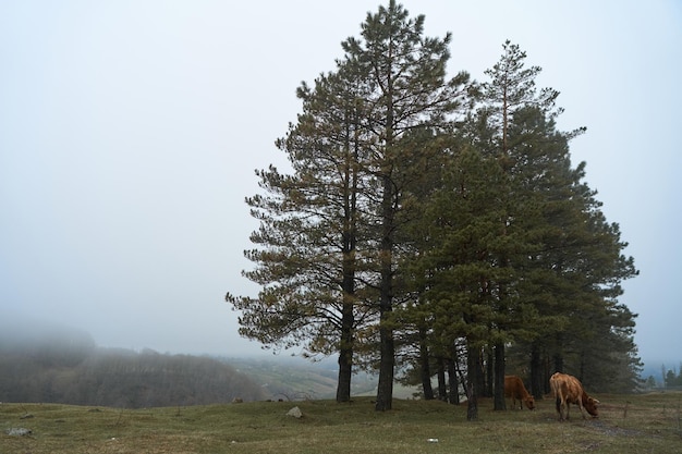 Una vaca camina sobre un césped de montaña en un clima de niebla pesada