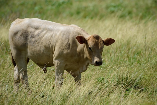 Vaca en el campo Al aire libre en el campo.