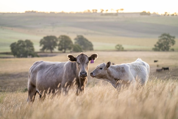 vaca en un campo al atardecer en un verano en una sequía seca en verano en Australia en una granja agrícola