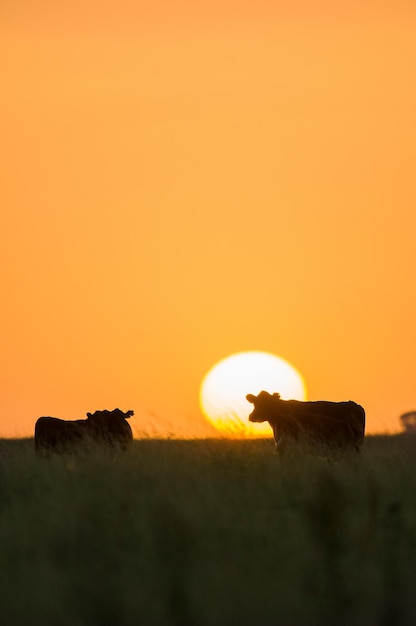 Vaca en el campo argentino, paisaje pampeano Argentina