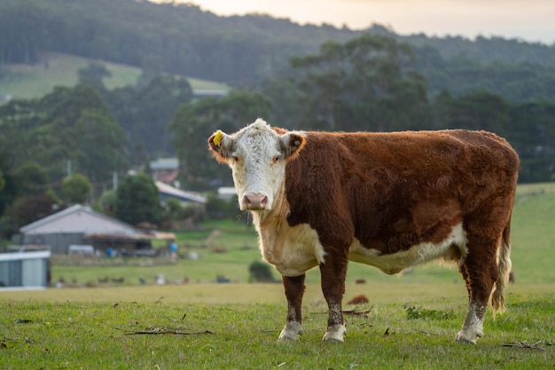 Una vaca en un campo con una casa al fondo.