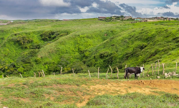 Una vaca en el campo cerca de una cerca, una vaca comiendo hierba en el campo verde, una vaca en una colina comiendo hierba, una vaca de granja en el campo