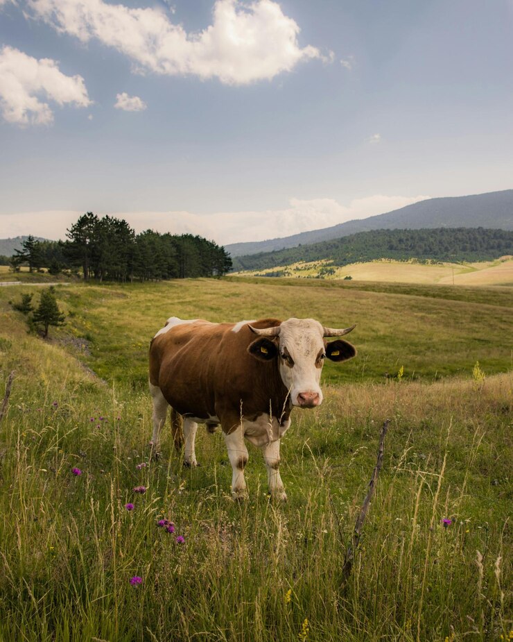una vaca en un campo con un fondo de cielo