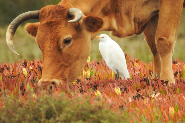 Vaca en el campo con una garza de ganado