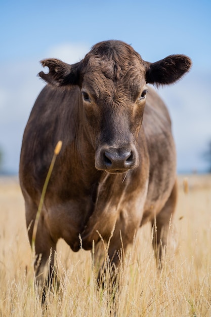Una vaca en un campo de hierba alta