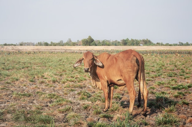 Vaca en campo con luz solar.