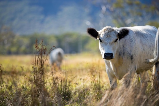 Una vaca en un campo con montañas al fondo.