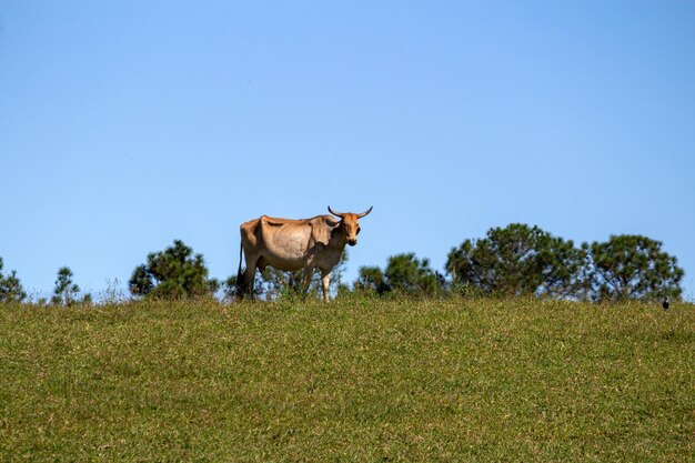 Vaca en un campo pastando hierba verde Enfoque selectivo