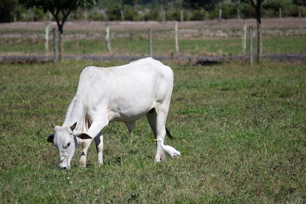 Vaca en un campo pastando hierba verde y un pájaro al lado del enfoque selectivo