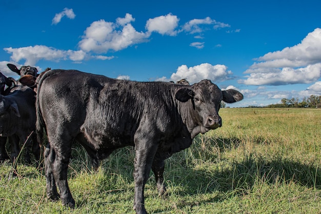 Foto vaca en un campo de santa fe argentina