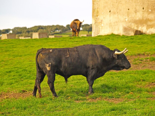 Foto vaca en el campo