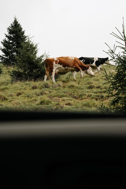Foto vaca en un campo