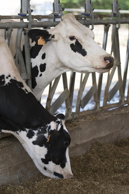 La vaca en el campo