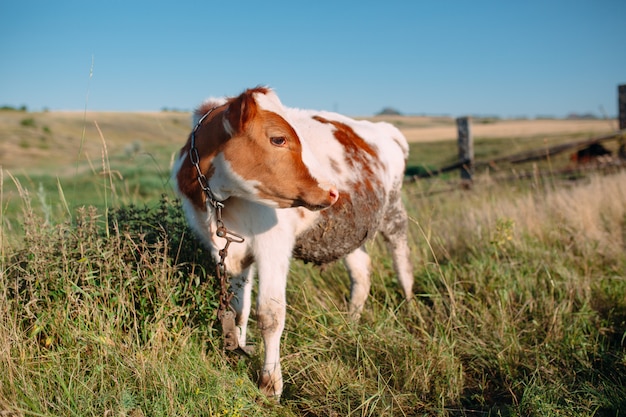 Vaca en el campo