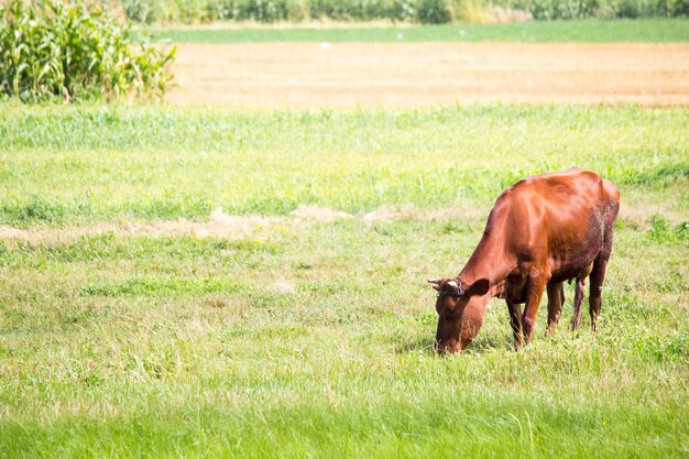 Vaca en el campo