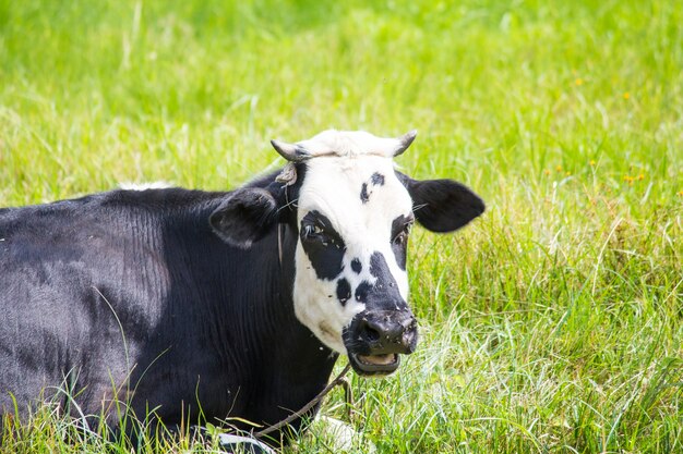 Vaca en el campo