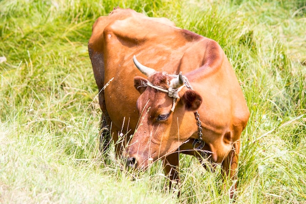 Vaca en el campo