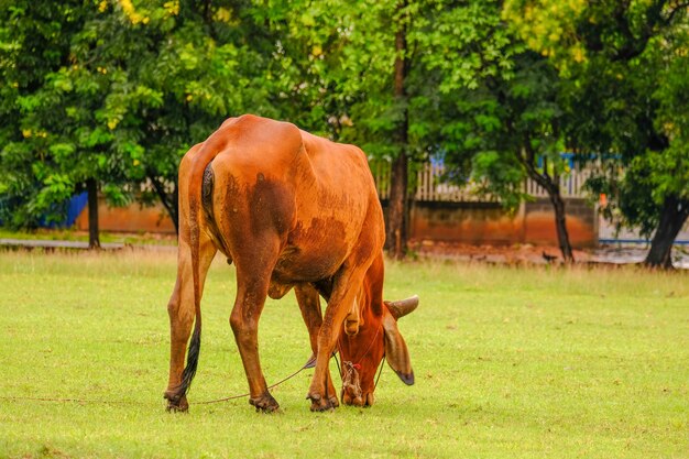 vaca en el campo