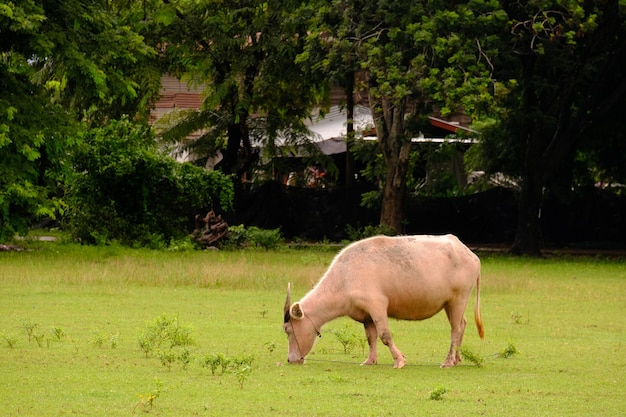 vaca en el campo