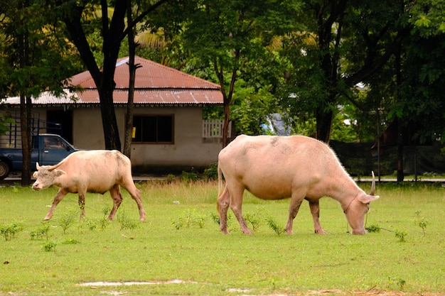 vaca en el campo