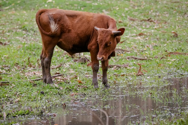 Vaca de carne de montaña con fondo de naturaleza