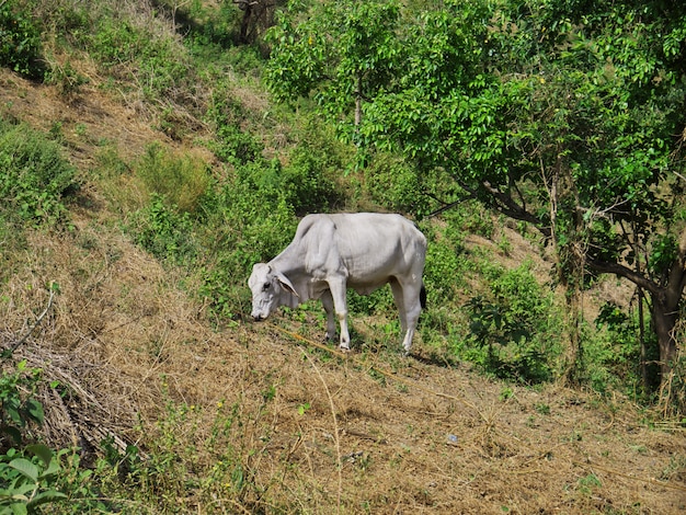 La vaca cerca del volcán Taal, Filipinas