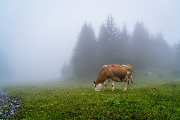 vaca en la colina