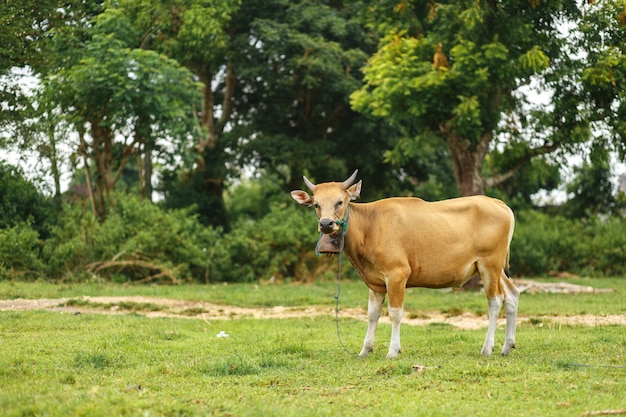 Vaca del color del marrón del Balinese del retrato que pasta en un prado.