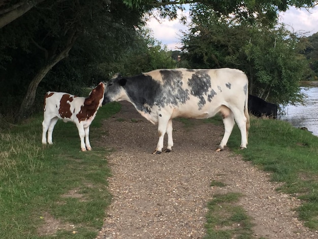 Vaca com bezerro de pé no campo