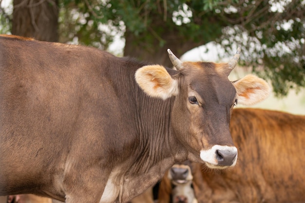 Vaca com chifres no pasto