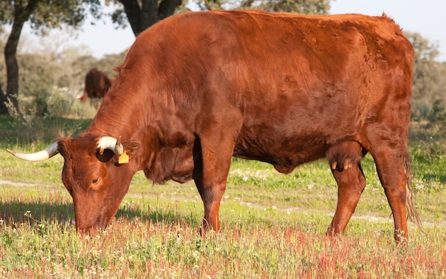 Vaca com grandes chifres no campo