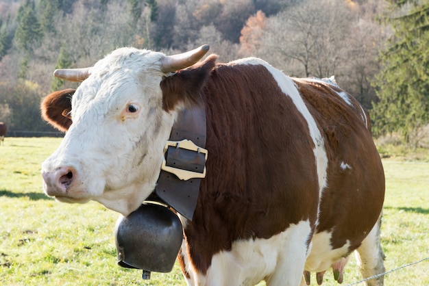 Vaca com um sino