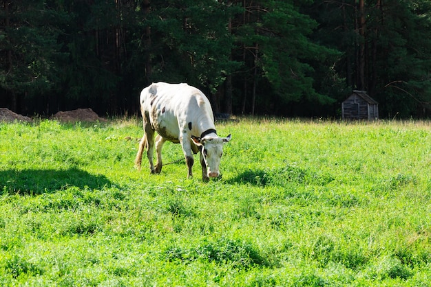 La vaca come hierba contra el fondo de la hierba verde y el bosque Enfoque selectivo