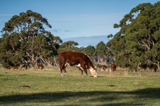 vaca comendo grama em um campo ao anoitecer