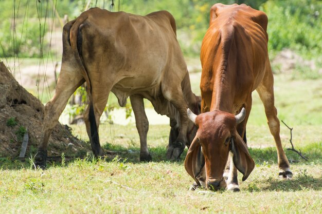 Foto vaca comendo grama em um campo