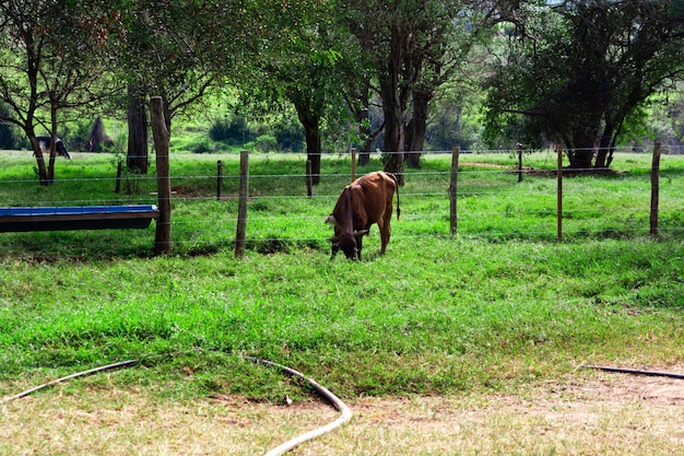 vaca comendo grama em uma fazenda brasileira em uma área rural do país