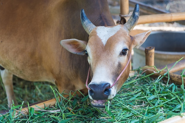 Foto vaca comendo grama na fazenda.