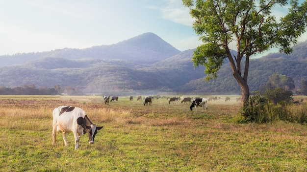 Vaca comendo grama no campo