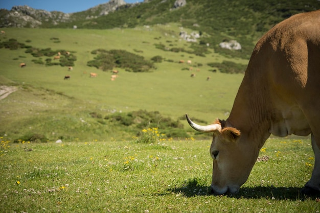 vaca comendo grama pacificamente em um prado verde