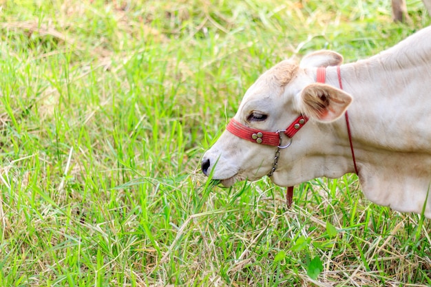 Vaca comendo grama